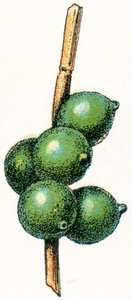 烏賊の卵 作： Adolphe Philippe Millot