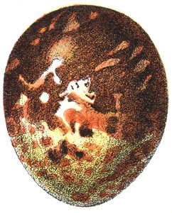 ハチクマの卵（Pernis apivorus）、1923