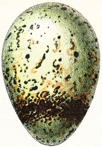 ギレモットの卵、1923