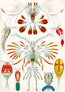 カイアシ類のイラスト、1909年頃 作： Adolphe Philippe Millot