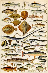 食用魚のイラスト、1923年