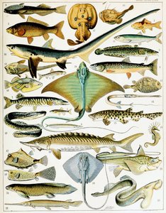 魚のイラスト 1923年頃（リトグラフ