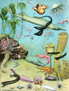 Deepwaterエコシステムの図解c.1923