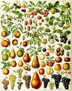 果物c.1923のイラスト 作： Adolphe Philippe Millot