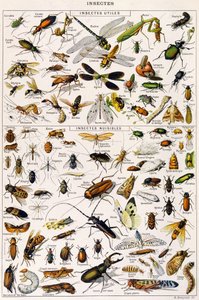役に立つ昆虫や害虫のイラスト 1923年頃（リトグラフ