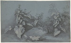 植物研究 作： Adriaan Boudewyns