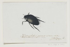 ブラックウォータービートル Hydrophilus picens (オブジェクトのタイトル) 作： Adriaan van der Willigen