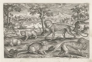 サルとネコ 四つ足の動物（シリーズタイトル） Animalivm Qvaddrvpedvm (シリーズタイトル) 作： Adriaen Collaert