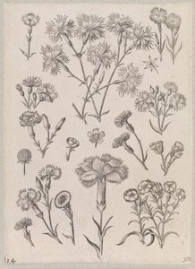 カーネーション 作： Adriaen Collaert