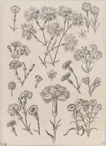 水仙 作： Adriaen Collaert