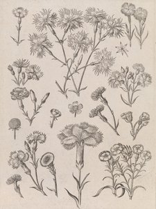  作： Adriaen Collaert