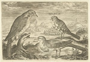 風景の中の 3 羽の鳥 Avium Vivae (シリーズタイトル) 鳥（シリーズタイトル） 作： Adriaen Collaert