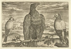 風景の中の 3 羽の鳥 Avium Vivae (シリーズタイトル) 鳥（シリーズタイトル） 作： Adriaen Collaert