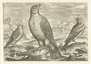 風景の中の 3 羽の鳥 鳥（シリーズタイトル） Avium v​​ivae (シリーズタイトル) 作： Adriaen Collaert