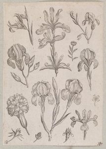 アイリス 作： Adriaen Collaert