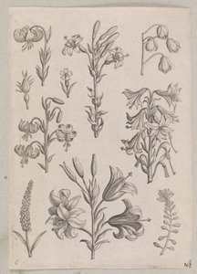 ユリ 作： Adriaen Collaert