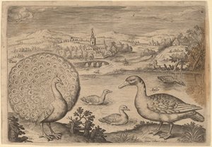 孔雀とガチョウ 作： Adriaen Collaert