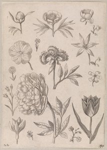 牡丹 作： Adriaen Collaert