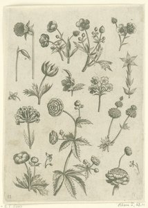 Ranonkels、プリムラ en boterbloemen フロリレギウム（シリーズタイトル） 作： Adriaen Collaert
