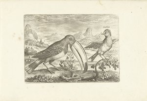 風景の中の 2 つのエキゾチックな鳥 鳥（シリーズタイトル） Avium v​​ivae (シリーズタイトル) 作： Adriaen Collaert