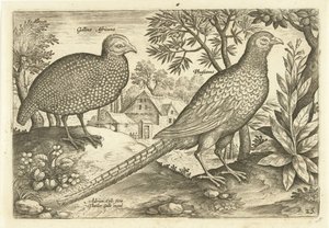 風景の中の 2 羽の鶏 Avivm Vivae (シリーズタイトル) 鳥（シリーズタイトル） 作： Adriaen Collaert