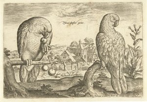 風景の中の 2 つのオウム Avium Vivae (シリーズタイトル) 鳥（シリーズタイトル） 作： Adriaen Collaert