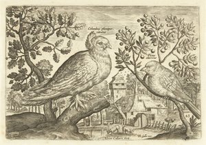 風景の中の 2 羽の鳥 Avium Vivae (シリーズタイトル) 鳥（シリーズタイトル） 作： Adriaen Collaert