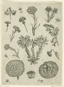 菊やアザミなど様々な花 フロリレギウム（シリーズタイトル） 作： Adriaen Collaert