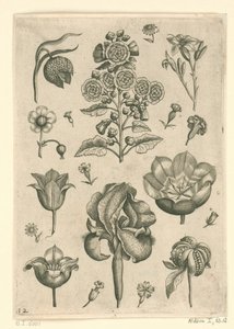 アイリスやパンジーなど様々な花 フロリレギウム（シリーズタイトル） 作： Adriaen Collaert