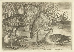 堤防に沿った 4 人のウェーダー 鳥（シリーズタイトル） Avium v​​ivae (シリーズタイトル) 作： Adriaen Collaert