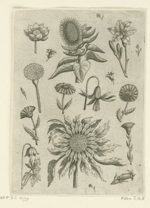 ひまわりと他の花。 フロリレギウム（シリーズタイトル） 作： Adriaen Collaert