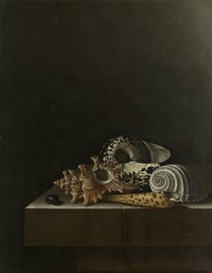 石台の上の貝殻 作： Adrian Coorte