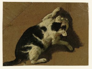 壁の近くで遊ぶ猫