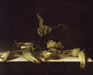 ヘーゼルナッツのある静物、1696年（紙に油彩）