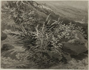 ヨシや他の植物のある草原の隅 作： Adrian Zingg
