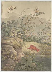 カニ、蝶、トンボ、海クロウメモドキの水片c。 1800。 作： Adrian Zingg
