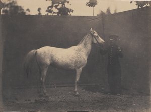 パスカリン、カリフォルニア州。 1855-60。 作： Adrien Alban Tournachon