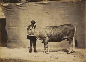 ガロネーズ牛、5～6歳、1856年。 作： Adrien Alban Tournachon