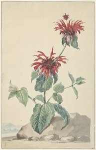 風景の中の赤いベルガモット 作： Aert Schouman (circle of)