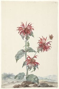 風景の中の赤いベルガモット 作： Aert Schouman (signed by artist)