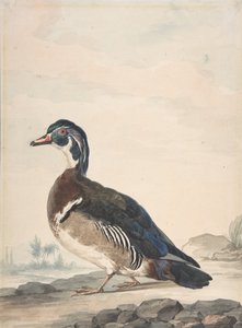 アヒル、1725-92。 作： Aert Schouman