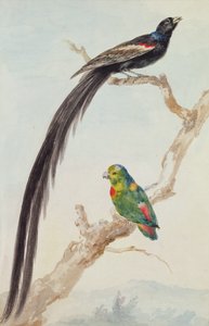 長い尾を持つ未亡人と青い戴冠したオウム、1783年（紙にチョーク、トイレ、鉛筆） 作： Aert Schouman