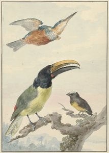 3 羽の鳥: カワセミ、フォン ヴィート王子のオオハシ、オルガニスト 作： Aert Schouman