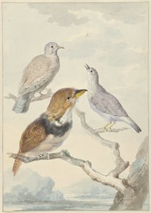 3 羽の鳥、2 羽のインカ鳩、襟付きのひげを生やしたカッコウ 作： Aert Schouman