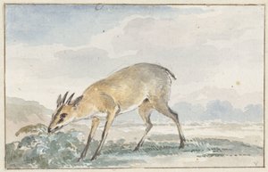 モルモットまたは Sylvicapra Grimmia