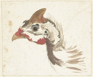 ホロホロチョウの頭 作： Aert Schouman
