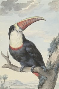 アカハシオオハシ、1748 作： Aert Schouman