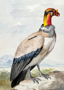 イシチドリ 作： Aert Schouman