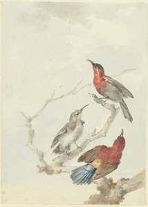 三紅の太陽鳥 作： Aert Schouman