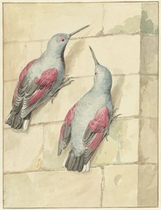壁に 2 つのウォールクリーパー、青と紫 作： Aert Schouman